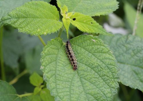 カラムシを食べる幼虫