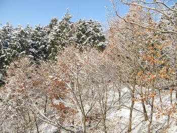 白い雪が木の上や地面に降り積もっている風景の写真