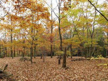 黄色や赤、オレンジなどの葉っぱが生えた木がたくさん見られる秋の風景の写真
