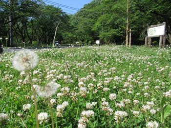 お花畑の白いたんぽぽがたくさん咲いている写真