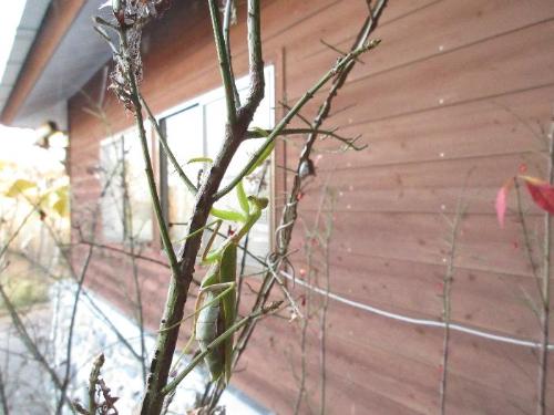 ハラビロカマキリが上向きで枝についている写真です。