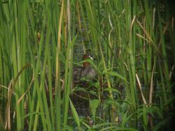 水に浮いているカイツブリが、草の間から見えている写真です。