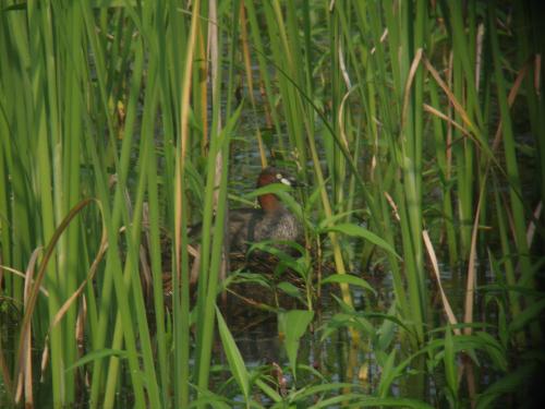 水鳥のカイツブリが、水草に隠れて浮かんでいる写真です。
