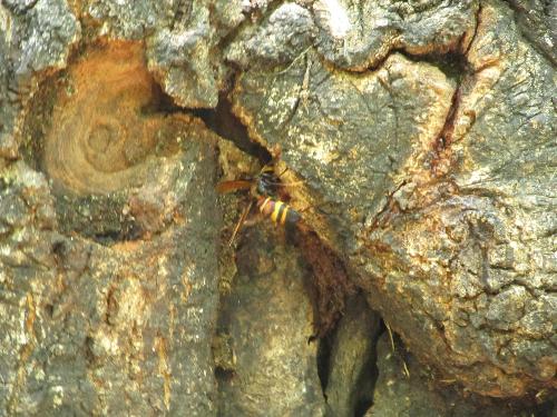 スズメバチが樹皮にいる写真です。