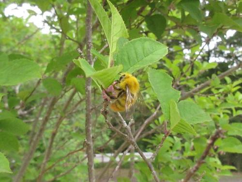 黄色いハチが蜜を吸っている写真です。