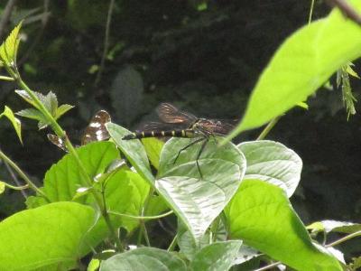 コオニヤンマが葉っぱにとまっている写真です。