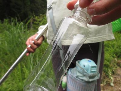 透明のプラスチック容器にバッタの仲間が入っている写真です。