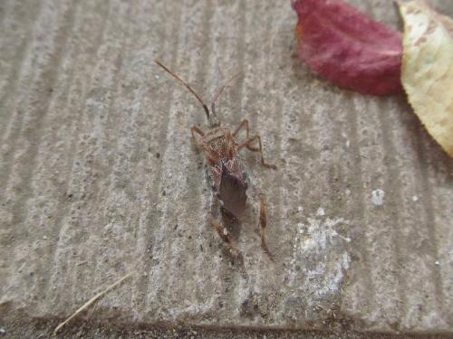 マツヘリカメムシの写真です。