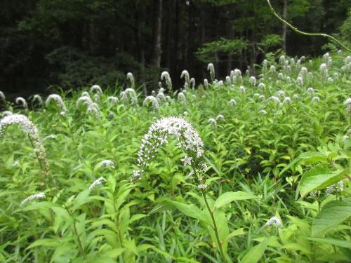 オカトラノオのお花畑の写真です。