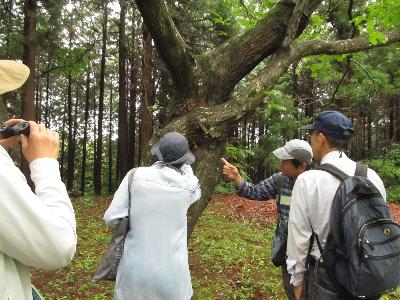大人たちが樹液を観察している写真です。