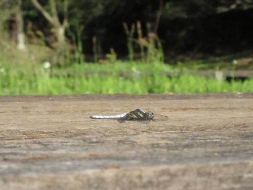 シオヤトンボが木道にとまっている写真です。