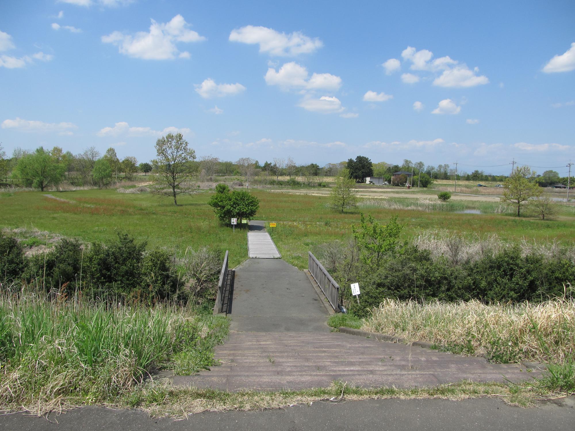 湿地、池、木々のあるトンボの池の写真