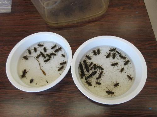 水が入った白いお皿に、30匹以上のトンボの幼虫がいる写真です。