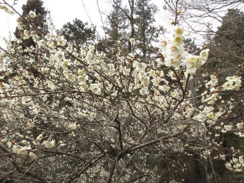 梅の花の写真です。