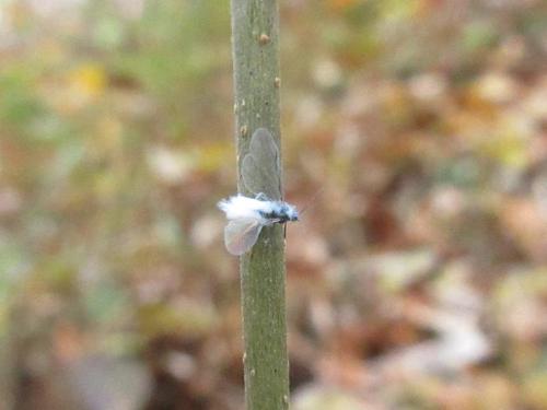 白い綿のような虫が枝にとまっている写真です。