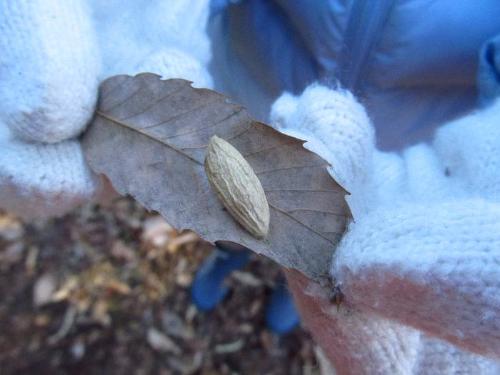 落ち葉にくっついていたガのまゆ