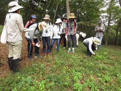 キバナアキギリの花を観察している様子の写真です。