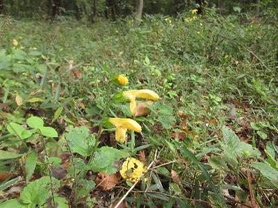 キバナアキギリの花の写真です。