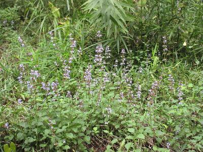 ヤマハッカの花の写真です。
