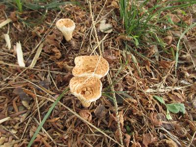 モミの木とつながるフジウスタケの写真です。