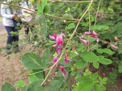 ヤマハギの花の写真です。