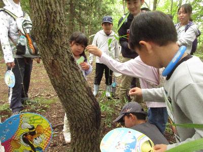 カブトムシを捕まえようと挑戦している子どもたちの写真です。