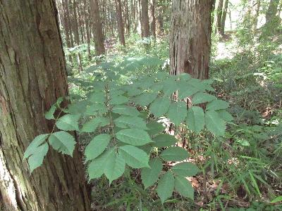 樹液にふれるとかぶれることがあるヤマウルシの写真です。