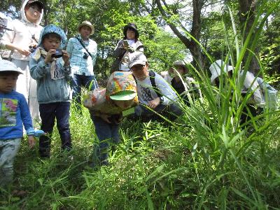 草むらにあるキボシアシナガバチの巣を観察している様子の写真です。