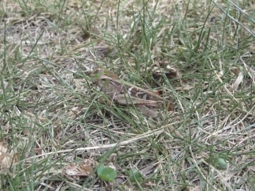 草地にいるクルマバッタの写真です。