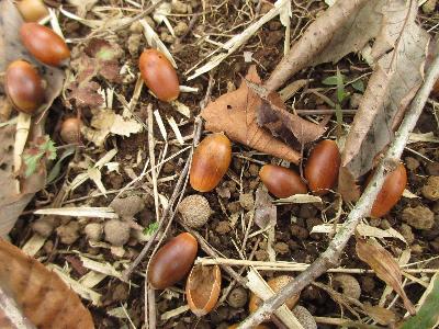 コナラのドングリの写真です。