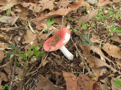 赤いベニタケの仲間の写真です。