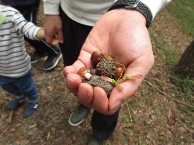 手のひらに集めたドングリやキノコの写真です。