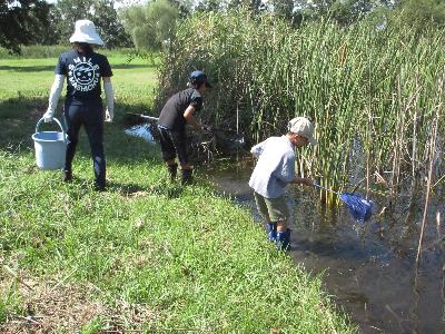 池のふちで水の中の生き物をすくっている子供たちの写真です。