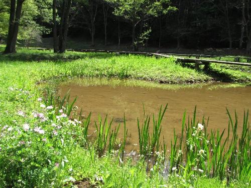 春のトンボの水辺の様子です。