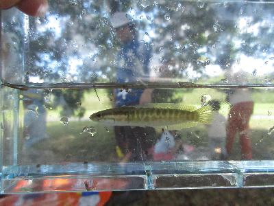 カムルチーの写真です。