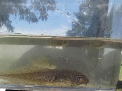 ウシガエルのおたまじゃくしと魚の写真です。