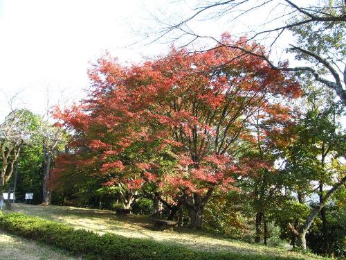 イロハモミジの紅葉の写真です。