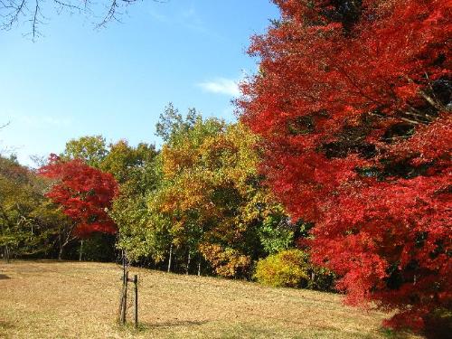 11月16日の紅葉の写真です。