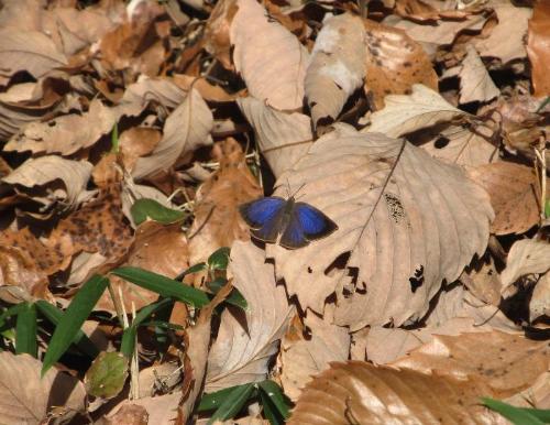 ムラサキシジミの写真です。