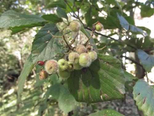 ガマズミの実にできた虫こぶの写真です。