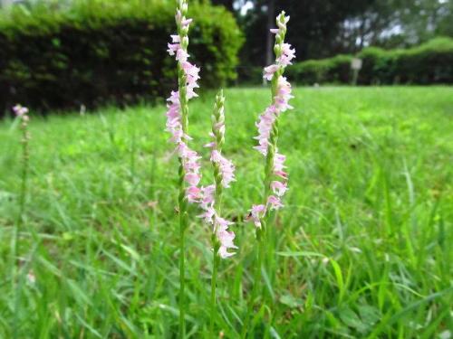 ネジバナの花の写真です。