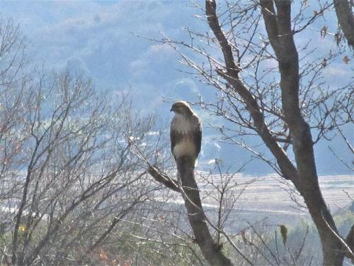 ノスリの写真です。