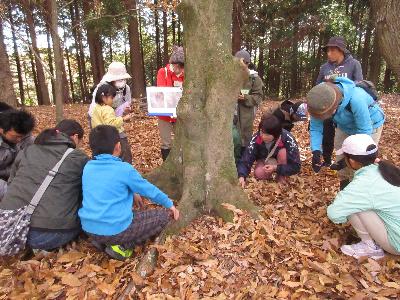 エノキの周りでオオムラサキの幼虫を探している様子の写真です。