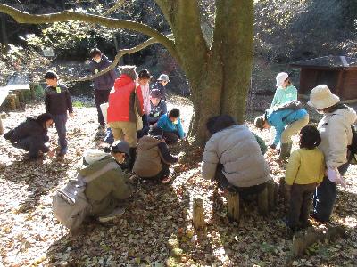 エノキの周りでオオムラサキの幼虫を探している様子の写真です。