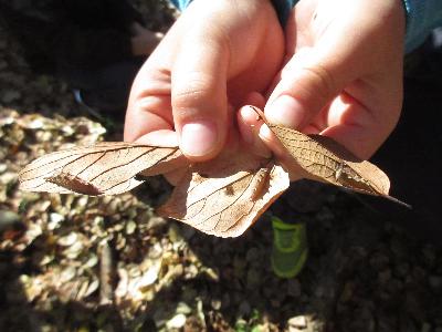 エノキの葉にいたオオムラサキ幼虫の写真です。