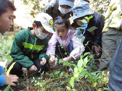 エノキの幼木で幼虫を探している子供たちの写真です。