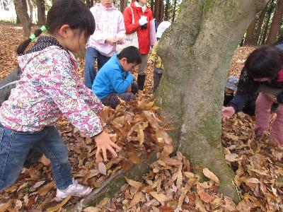 エノキの根元に落ち葉をかぶせている様子の写真です。