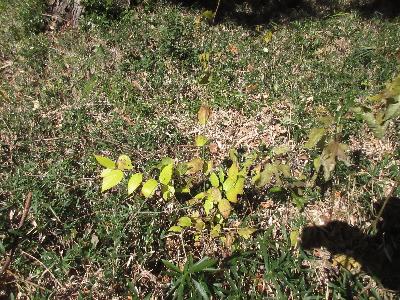 エノキの幼木の写真です。