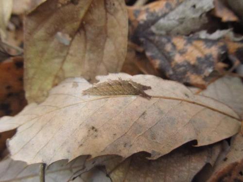 越冬中のオオムラサキ幼虫の写真です。