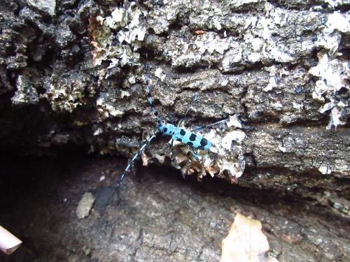 ルリボシカミキリの写真です。